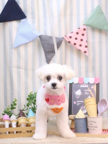 20250506ぽてちゃん